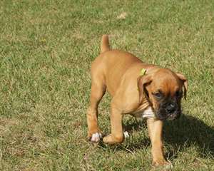 Chiots Boxer pour adoption