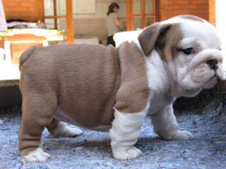 Bouledogues anglais pour adoption