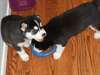chots husky siberian pour adoption - photo 1
