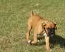 Chiots Boxer pour adoption - photo 1