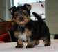 chiots yorkshire pour adoption - photo 1