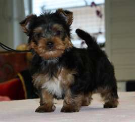 chiots yorkshire pour adoption