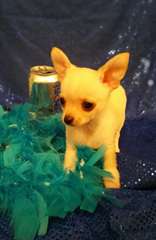 Chiots de race chihuahua pour adoption