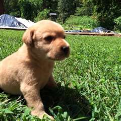 chiots Labrador pour adoption