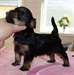 chiots yorkshire pour adoption - photo 1