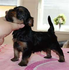 chiots yorkshire pour adoption