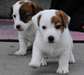 adorable JackRussell anglais pour adoptoin - photo 1
