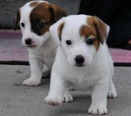 adorable JackRussell anglais pour adoptoin