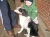 border collie - photo 1