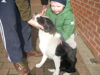 border collie