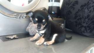 Mini Chihuahua -Welpen recherche d'une belle et