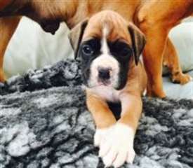 Chiots Boxer AKC Reg