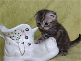 Scottish Fold, Tabby Couleurs