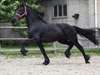 Frison mare Godiva - photo 1
