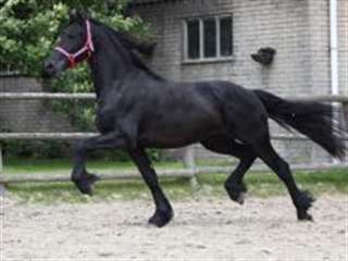 Frison mare Godiva