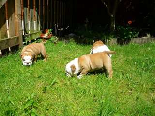 Seulement trois Tri Kc British Bulldogs Gauche (pr