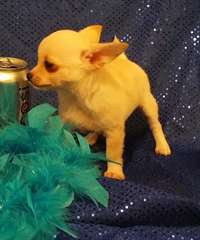 Chiots de race chihuahua pour adoption