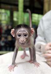 Bébé singe Capucin inscrit lof très choyé