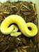 Albino cannelle rayures Python Royal - photo 1