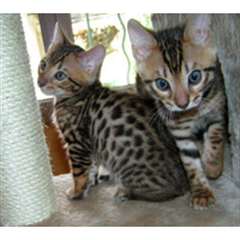 chatons bengal &#224; donner