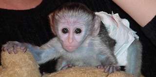 Bébé Singe Capucin très bien apprivoisé  Bébé Cap