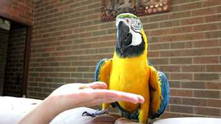 Perroquets macaw disponible pour vous 	 Perroquet