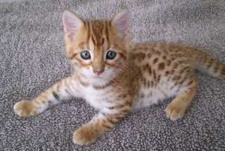 magnifique chaton bengal  magnifique chaton bengal