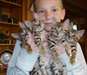 Chatons Bengal affectueux Chatons Bengal affectueu - photo 1