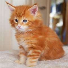 adorables chatons main coon Adorables chatons main
