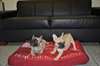 Zeer mooie levier 2 Franse Bulldog jacht terrier c - photo 1