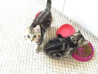 Écossais droites chatons tigrés