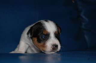 En adoption adorable chiot Jack russell pure race