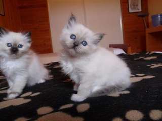 Magnifique chatons sacr&#233; de Birmanie