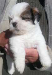 Lhassa Apso Type de chiots