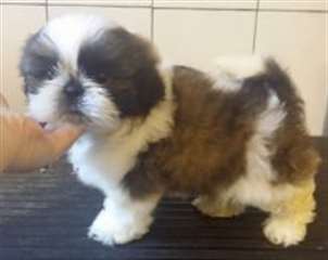 Qualité Famille Bred surélevé Shih Tzu
