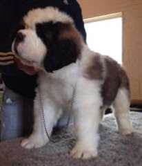 Saint Bernard chiot à poil dur