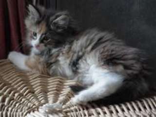Chatons for&#234;ts norv&#233;giennes imprenable