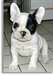 Magnifiques chiots bouledogue français pour adopti - photo 1