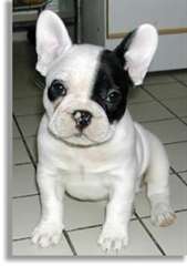 Magnifiques chiots bouledogue fran&#231;ais pour adopti