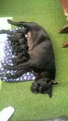 Cane Corso Puppies for sale