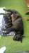 Cane Corso Puppies for sale - photo 1