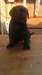 Cane Corso Puppies for sale - photo 2