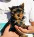 Superbes Chiots yorkshire terrier - photo 1