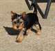 Superbes Chiots yorkshire terrier - photo 2