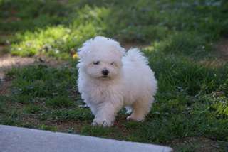 Bichon maltais femelle