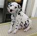 Chiot male dalmatien - photo 1