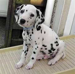 Chiot male dalmatien