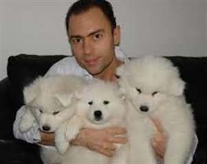 Chiot Samoyède femelle disponible