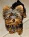Femelle yorkshire terrier - photo 1