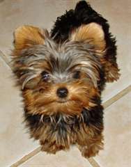 Femelle yorkshire terrier